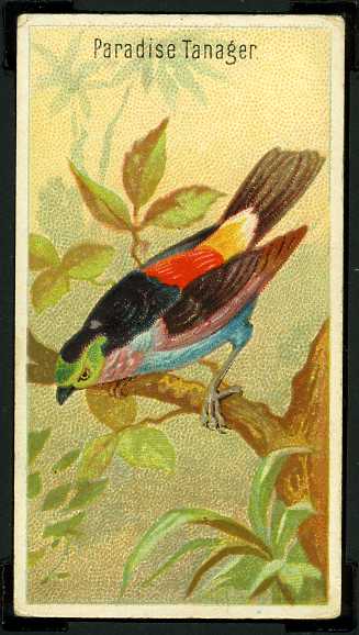 25 Paradise Tanager